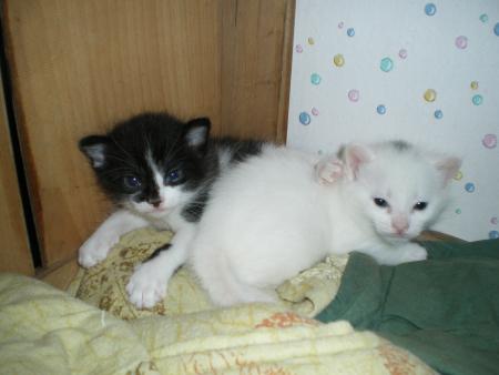 les chatons, ils ont 3 semaines!